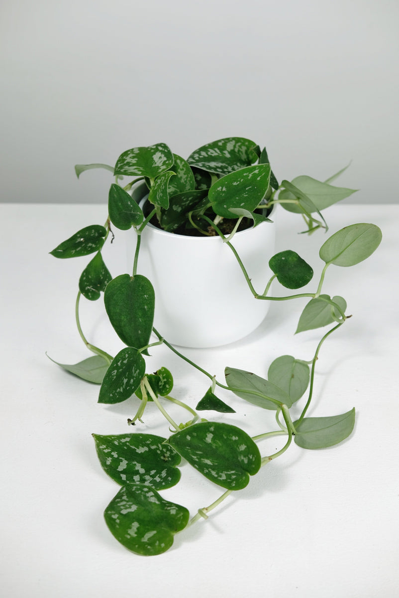 Why is my Pothos not growing?  Jungle Houseplants