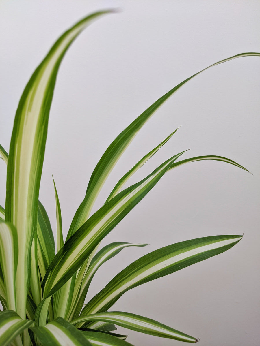 Why Are the Leaf Tips of My Spider Plant Turning Black?  Jungle Houseplants