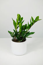 Load image into Gallery viewer, Zamioculcas Zamiifolia Small | Small ZZ Plant
