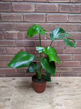 Load image into Gallery viewer, Monstera Deliciosa | The Cheese Plant (Imperfect)