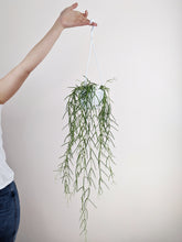 Load image into Gallery viewer, The Trailing Plant Bundle