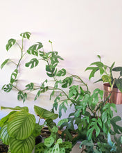 Load image into Gallery viewer, Rhaphidophora Tetrasperma | Monstera Minima