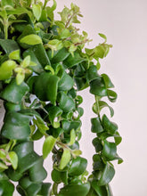 Load image into Gallery viewer, Aeschynanthus 'Scoubidou' | Lipstick Plant