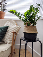 Load image into Gallery viewer, Zamioculcas Zamiifolia | ZZ Plant