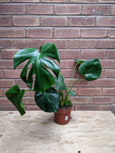 Load image into Gallery viewer, Monstera Deliciosa | The Cheese Plant (Imperfect)