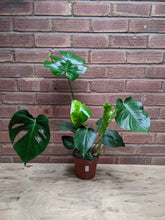 Load image into Gallery viewer, Monstera Deliciosa | The Cheese Plant (Imperfect)