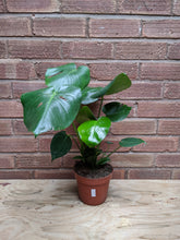 Load image into Gallery viewer, Monstera Deliciosa | The Cheese Plant (Imperfect)