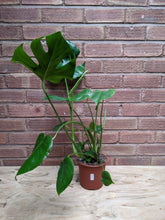 Load image into Gallery viewer, Monstera Deliciosa | The Cheese Plant (Imperfect)
