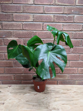 Load image into Gallery viewer, Monstera Deliciosa | The Cheese Plant (Imperfect)