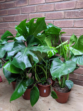 Load image into Gallery viewer, Monstera Deliciosa | The Cheese Plant (Imperfect)