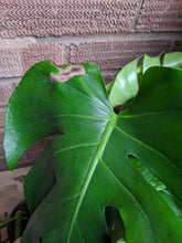 Load image into Gallery viewer, Monstera Deliciosa | The Cheese Plant (Imperfect)