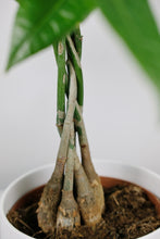 Load image into Gallery viewer, Pachira Aquatica | Provision Tree