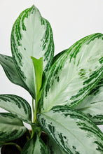 Load image into Gallery viewer, Aglaonema Silver Bay | The Chinese Evergreen