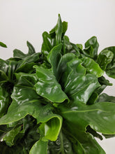 Load image into Gallery viewer, Philodendron Atom