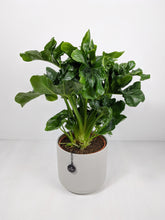 Load image into Gallery viewer, Philodendron Atom