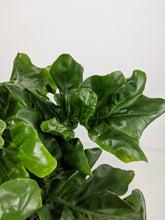 Load image into Gallery viewer, Philodendron Atom