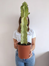 Load image into Gallery viewer, Euphorbia Ammak 'Variegata' | Variegated Candelarbra