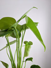 Load image into Gallery viewer, Baby Monstera Deliciosa | Baby Cheese Plant