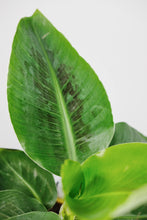 Load image into Gallery viewer, Musa Oriental Dwarf Cavendish | Small Banana Plant