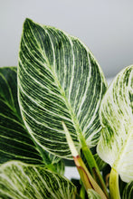 Load image into Gallery viewer, Philodendron Birkin