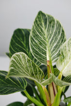 Load image into Gallery viewer, Philodendron Birkin