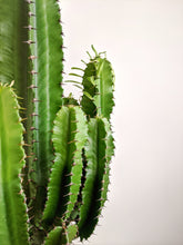Load image into Gallery viewer, Euphorbia Abyssinica | Desert Candle