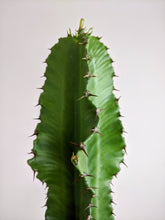 Load image into Gallery viewer, Euphorbia Abyssinica | Desert Candle