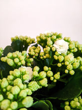 Load image into Gallery viewer, Kalanchoe Blossfeldinia | Flaming Katy