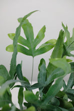 Load image into Gallery viewer, Phlebodium Aureum | The Blue Star Fern