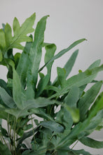 Load image into Gallery viewer, Phlebodium Aureum | The Blue Star Fern