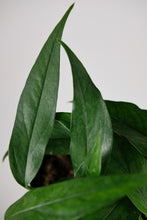 Load image into Gallery viewer, Epipremnum Pi | Blue Form