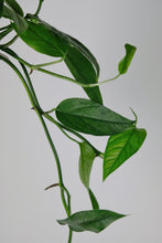 Load image into Gallery viewer, Epipremnum Pi | Blue Form