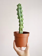 Load image into Gallery viewer, Myrtillocactus geometrizans cv. fukurokuryuzinboku | Boob Cactus