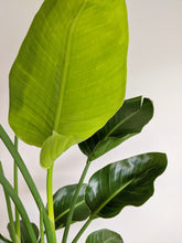 Load image into Gallery viewer, Strelitzia Nicolai Medium | Bird of Paradise Medium