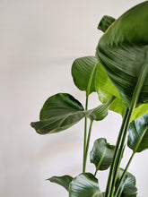 Load image into Gallery viewer, Strelitzia Nicolai | Bird of Paradise