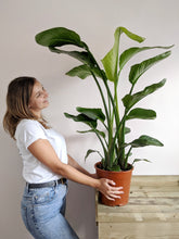 Load image into Gallery viewer, Strelitzia Nicolai | Bird of Paradise