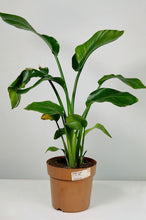 Load image into Gallery viewer, Bird of Paradise Medium (Imperfect)