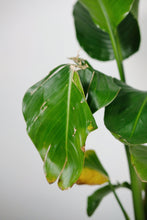 Load image into Gallery viewer, Bird of Paradise Medium (Imperfect)