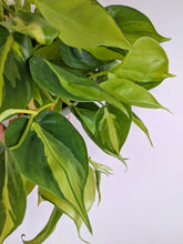 Load image into Gallery viewer, Philodendron Scandens 'Brasil' | The Heart Leaf