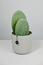 Load image into Gallery viewer, Opuntia | Prickly Pear