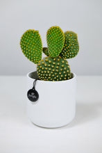 Load image into Gallery viewer, Medium Opuntia Microdasys var Albispina | Medium Bunny Ear Cactus