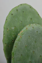 Load image into Gallery viewer, Opuntia | Prickly Pear