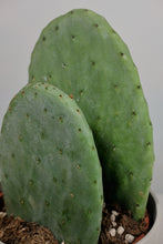 Load image into Gallery viewer, Opuntia | Prickly Pear