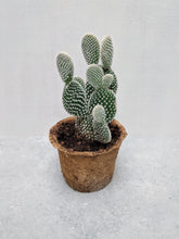 Load image into Gallery viewer, Opuntia Microdasys var Albispina | Bunny Ear Cactus