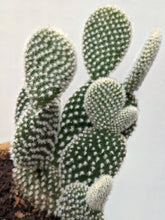 Load image into Gallery viewer, Opuntia Microdasys var Albispina | Bunny Ear Cactus