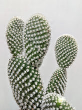 Load image into Gallery viewer, Opuntia Microdasys var Albispina | Bunny Ear Cactus