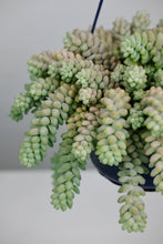 Load image into Gallery viewer, Sedum Burrito | Burrow's Tail