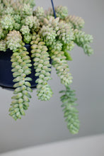 Load image into Gallery viewer, Sedum Burrito | Burrow's Tail