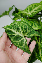 Load image into Gallery viewer, Syngonium Podophyllum 'Arrow' | Mottled Butterfly Plant