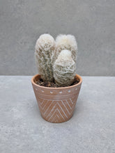 Load image into Gallery viewer, Old Man Cactus & Pot